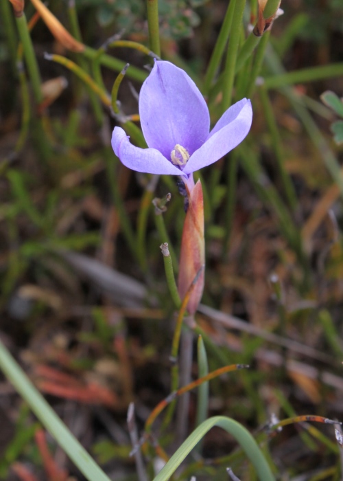 Tasmanian Plants Iridaceae